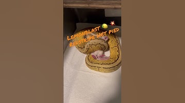 Ball Python 🐍 morph #livefeeding #subscribe #python #ballpython #breeding #snake #reptile