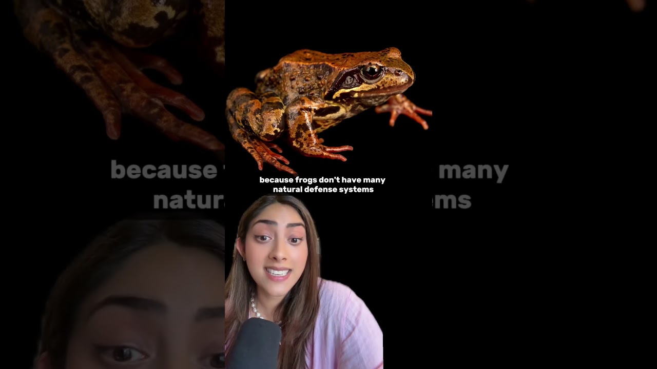 Before Fridges, There Were…Frogs??