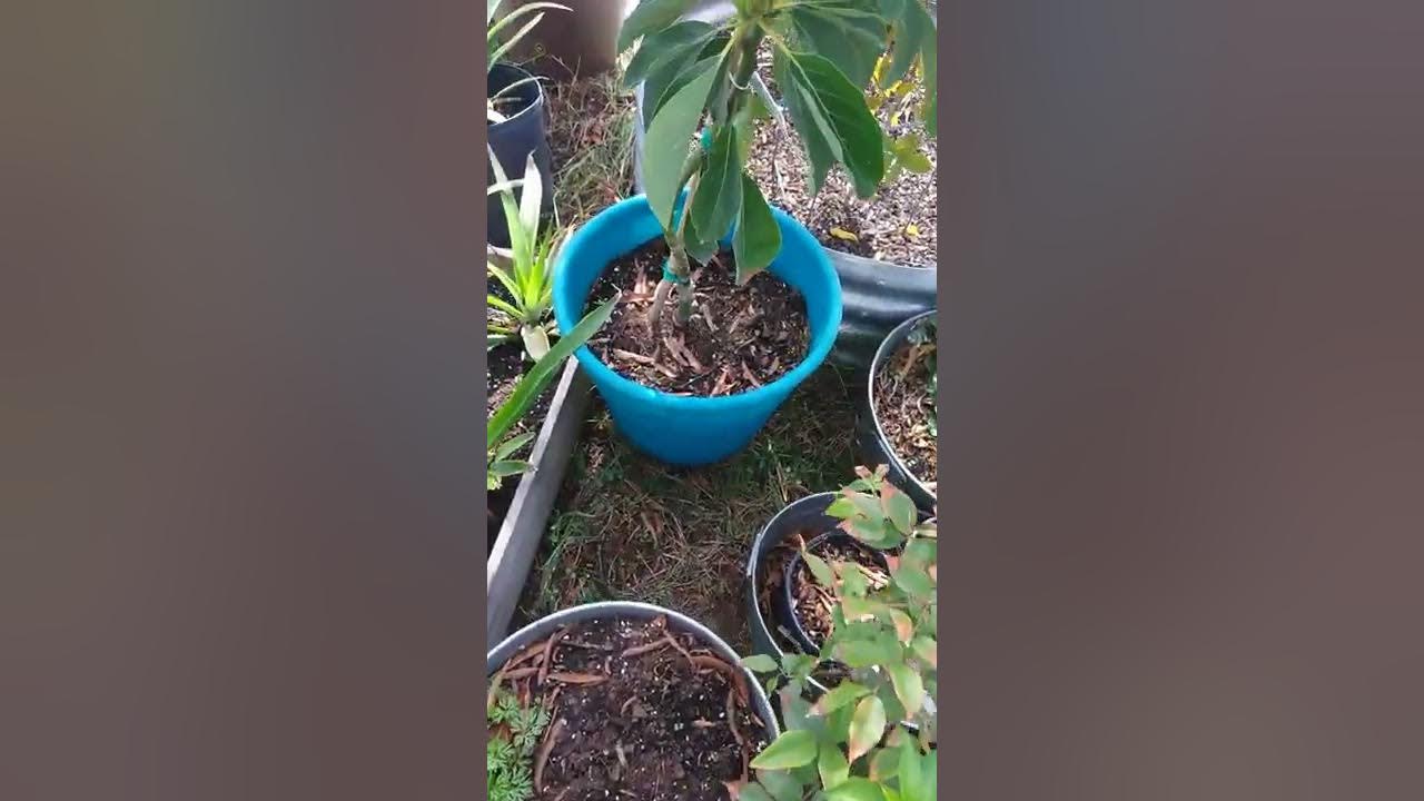 Protecting tropical plants zone 8b North Florida, mangoes in greenhouse