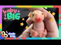 Cutest Baby Possum Rides On Her Sister&#39;s Back | Dodo Kids | Baby 2 Big