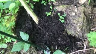 Guerrilla cuttings