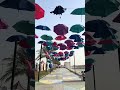 مهرجان الزهور بالقطيف 2026 1 8 مليون زهرة