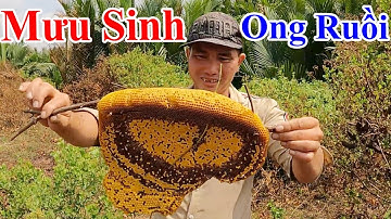 Nghề Mưu Sinh Miền Tây Bắt Cua Biển, Ong Mật Ruồi | 62 TV
