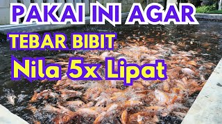 5x Lipat Tebar Bibit Nila, Aman & Cepat Besar, Pakai Ini‼