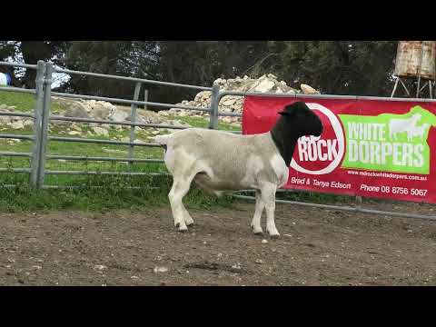 Dorper Sheep For Sale Near Me