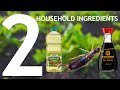Working 2021 | Earwig and Other Bug Trap: 2 Household Ingredients! It works!!!