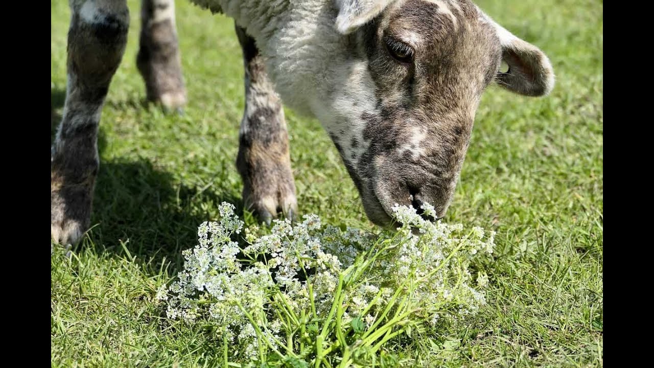 Poisonous Plants Causing Toxicity to Livestock & Humans | Identification & Prevention