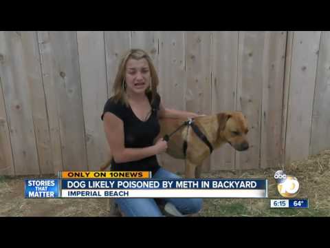 فيديو: تسمم الأمفيتامين في الكلاب