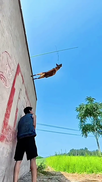 The dog is talented and has great skills#127