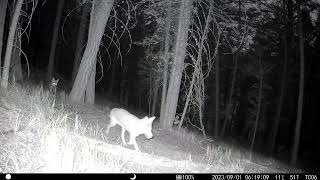 Late summer trail cam in Teton County Wyoming.