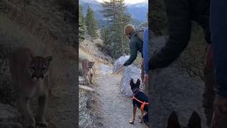 Mountain Trail Cam Cougar On Pathguide Shields Group Behind Rock No Contact Sora Ai