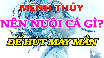 Người mệnh thủy nuôi cá cảnh gì để hút tài lộc, may mắn , Người mệnh Thủy nuôi cá có tốt không,