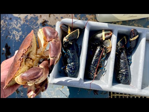 Lobsters ! Big Crab & Bass ! Commercial fishing from a Small Boat  thumbnail