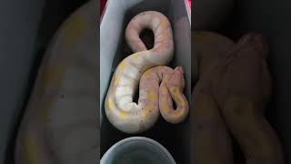 Midnight Snack Banana Calico Fire Ball Python #shorts Profile