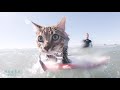 Sugar the surfing dog and Mavrick the Surfing Cat  Pasea Hotel