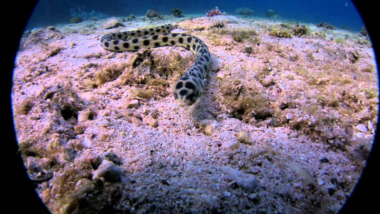 Canon S100 underwater