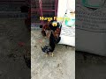 Murga Fighting #chicken #मुर्गीपालन #poultryfarming