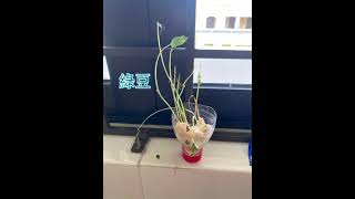 小五常識20211011種子的生長