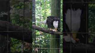 Bald Eagle eating baby chicken