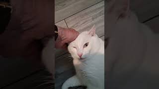 Adopt Aspen at Golden Oldies Cat Rescue in Monterey, CA