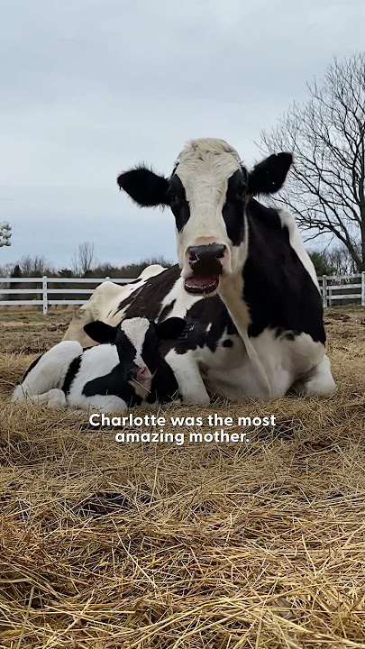 Pregnant Rescue Cow Becomes A Mom For The First Time | The Dodo