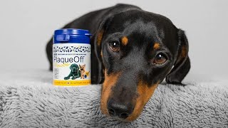 🐾 Proden PlaqueOff Review: The Ultimate Dental Care for Cats & Dogs 🐶😸