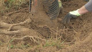 How to Perform a Root Collar Excavation, Part 2