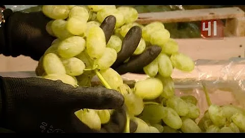 Какие насекомые прячутся в винограде / Новости