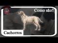 A História dos CACHORROS!! (homenagem ao meu amigo🥀)