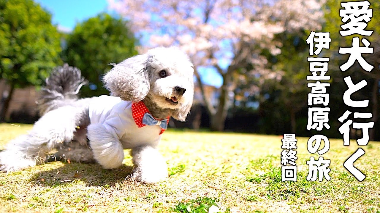 愛犬と行く伊豆高原の旅 桜が舞うドッグランで旅を締めくくる犬 トイプードルのグリィ Youtube