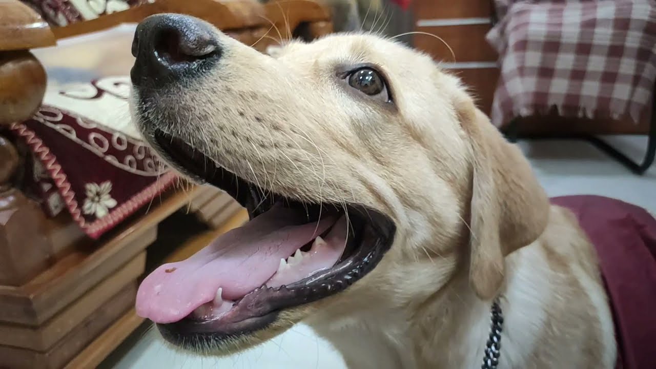 My labrador puppy wants coconut to play Little John YouTube
