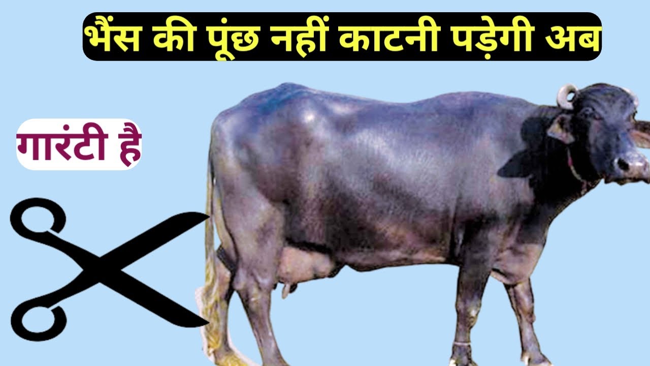 भैंस की पूंछ में कीड़ा, जख्म गलन,टेल गैंगरीन का सफल ईलाज||Buffalo's Farming