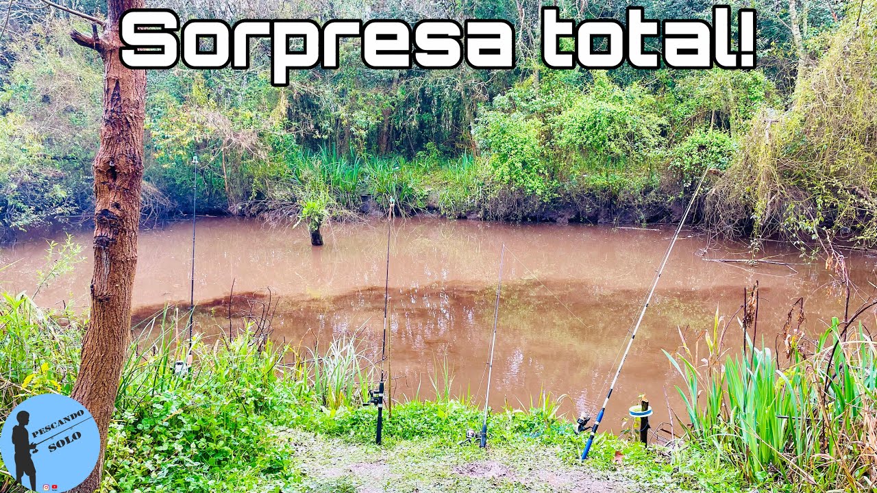 “De lo común a lo ÉPICO: especies raras y un pez gigante en el río”