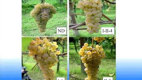 InnoVine project : can tradition and innovation coexist ?