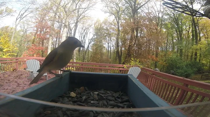 Birds at home GoPro