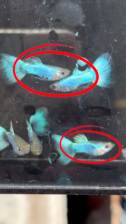 Difference between Blue tail and HB Blue Lion Guppy