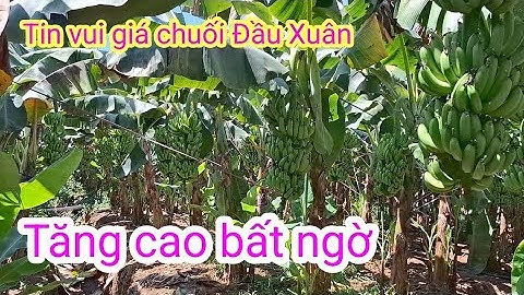 Cập nhật giá chuối xuất khẩu,Giá chuối cấy mô, mới nhất,,#Tấn nông dân