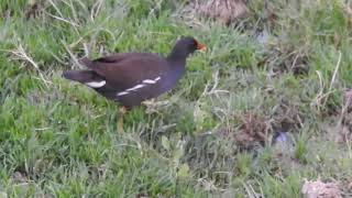 common moorhen(Gallinula chloropus)