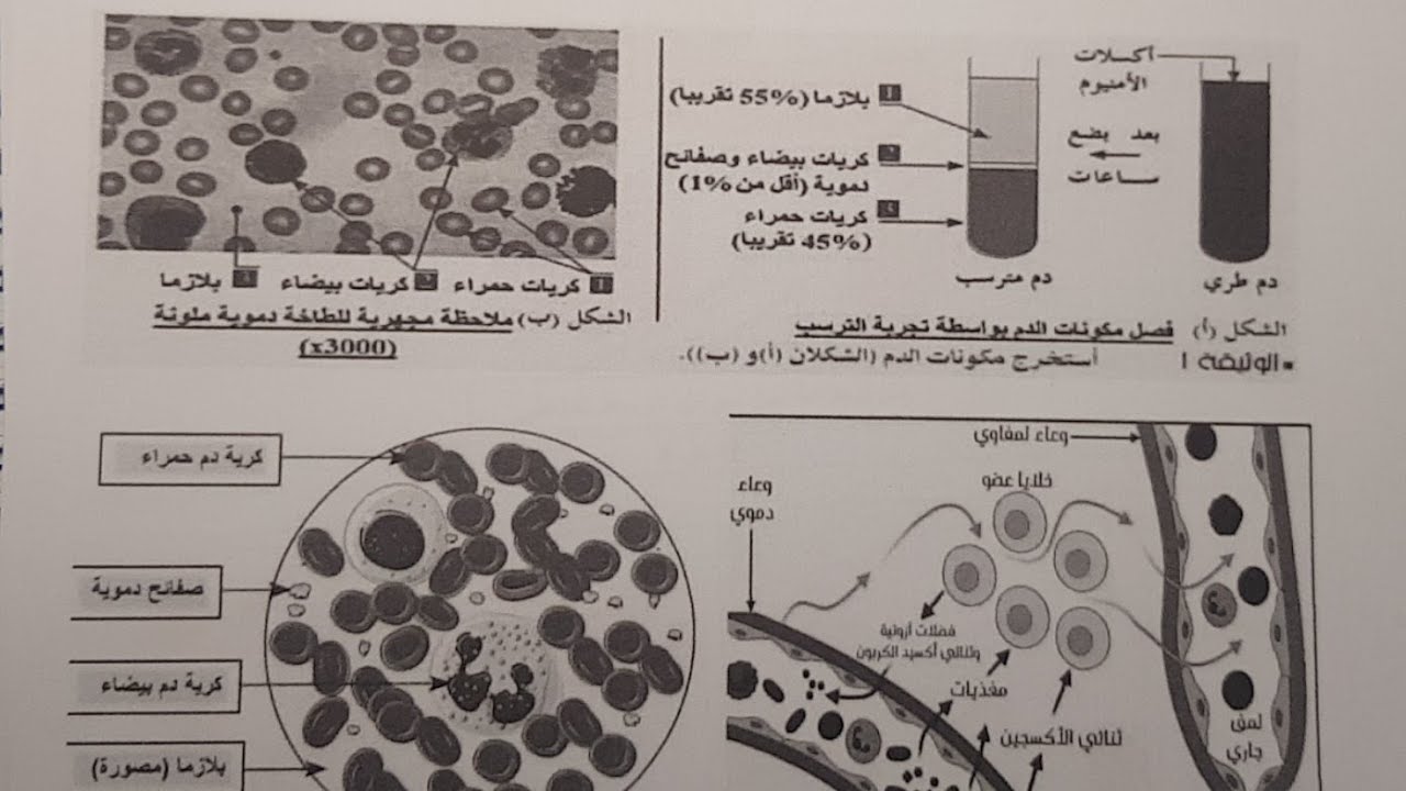 تميز في العلوم س4م الحصة 03 : شرح الدم مكوناته دوره في النقل