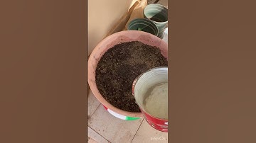 Turn on notification for all to knew about plants on YouTube #shorts