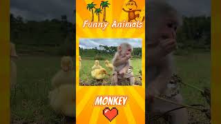 Monkey Funny moments 2022 animals baby ❤️Приколы с животными Смешные животные