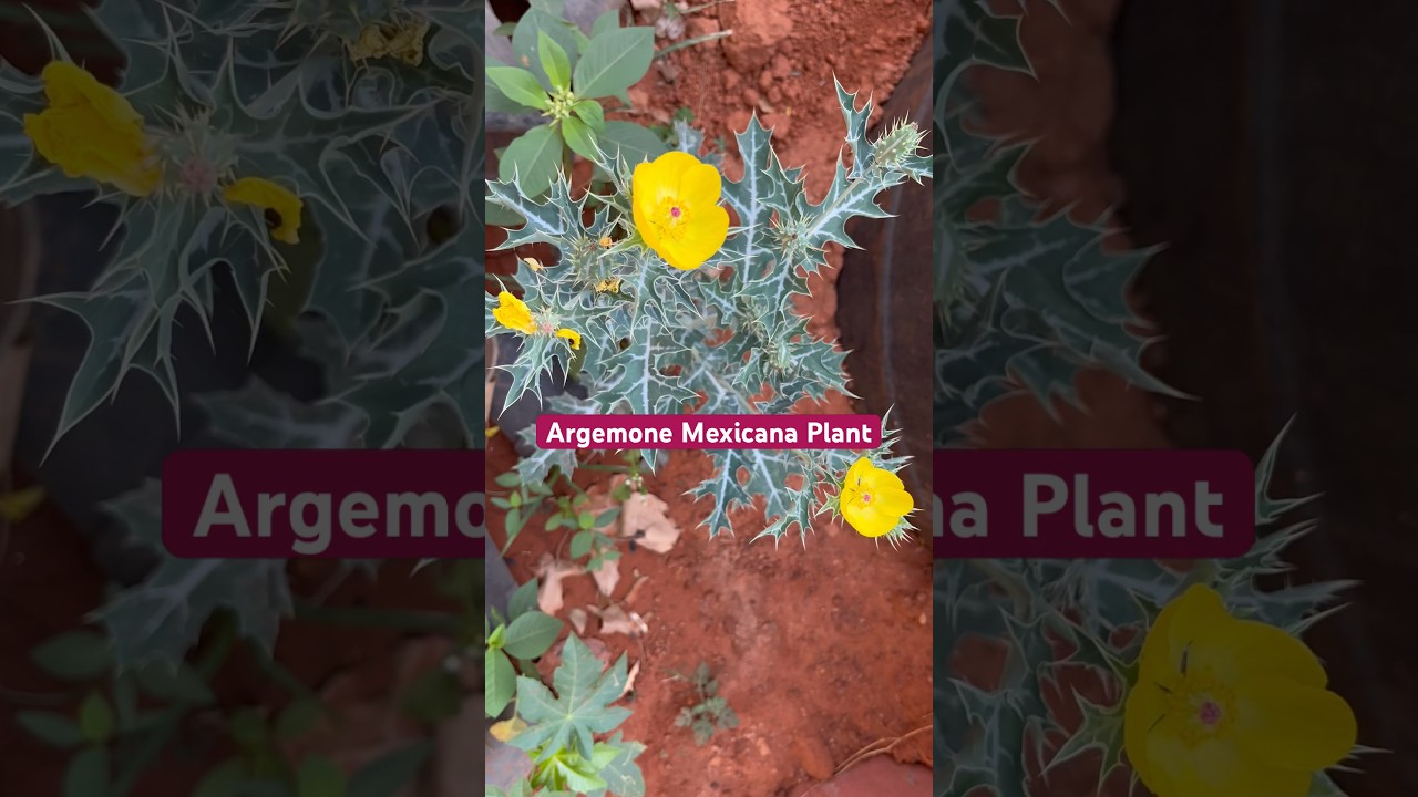 Argemone Mexicana Medicinal Plant| Mexican Prickly Poppy 