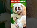 বাংলার সবচেয়ে কিউট রাতজাগা প্রাণী | Slow Loris এর অবাক করা তথ্য 🐵🦥#facts #wildlifebangla #2026