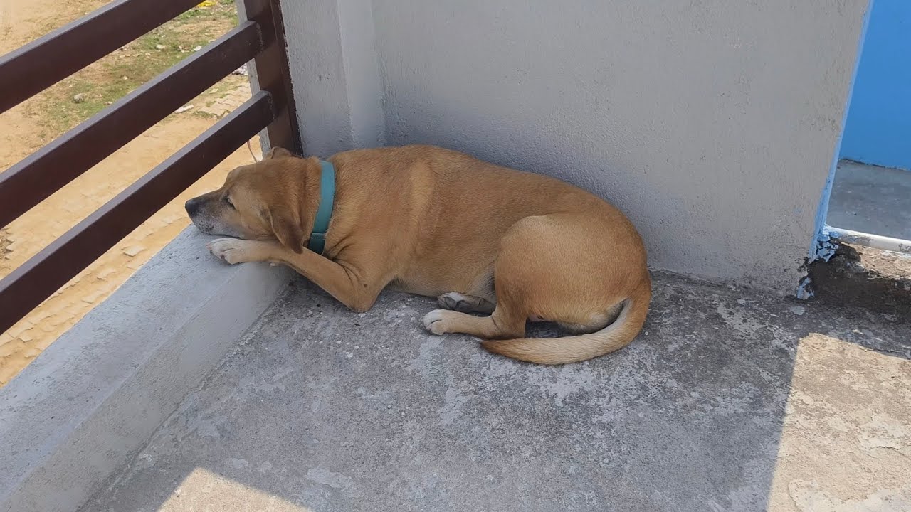 आसपास की खबरें Live 📺 देख रहा हूँ Johny Pradhan 🐶