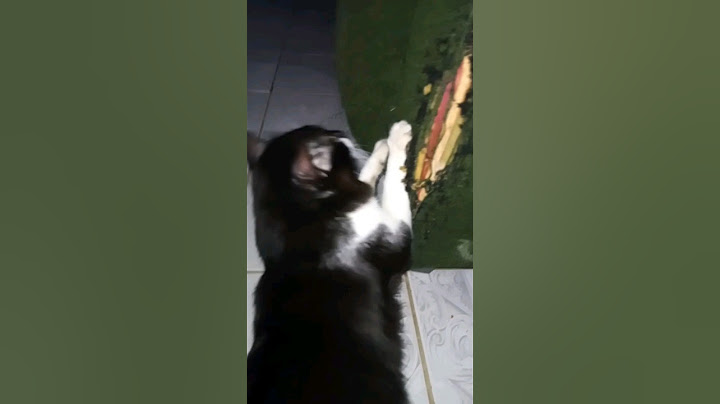 #Gato Rasgando o sofá.