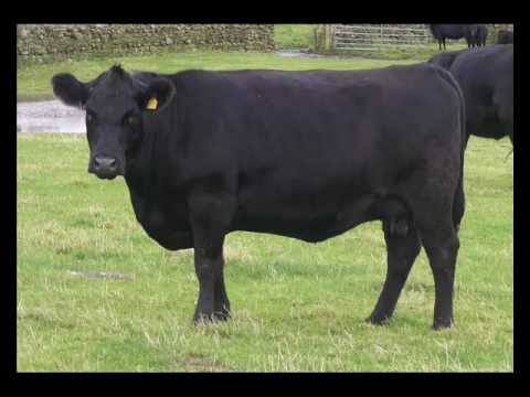 Video: Aberdeen Angus: Caratteristiche Della Razza E Foto