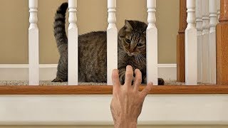 CAT GAMES  Playful Cat Falling For The Hand From Down Stairs Trick