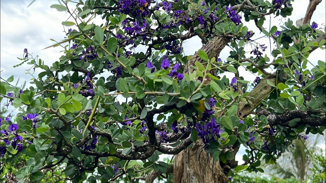 LINH SAM TÍM THAN - YouTube