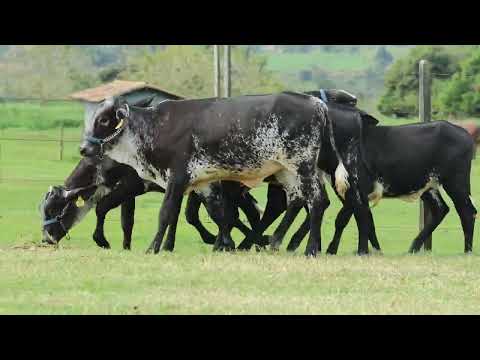 LOTE 20   LOTE DE GIROLANDO