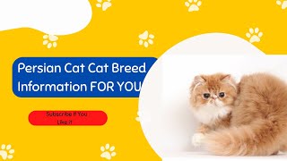 Persian Cat Cat Breed Profile Characteristics, History, Care Tips, and Helpful Information FOR YOU by Pets World 6 views 2 years ago 2 minutes, 51 seconds